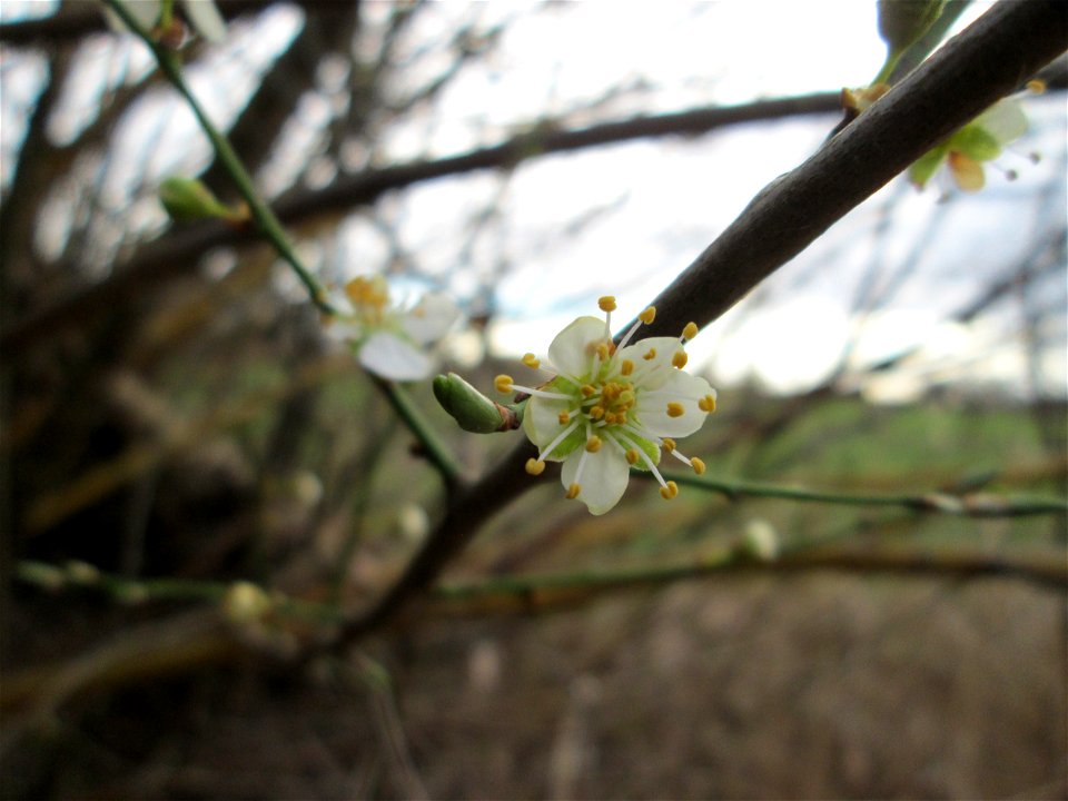 Kirschpflaume (Prunus cerasifera) im Hockenheimer Rheinbogen