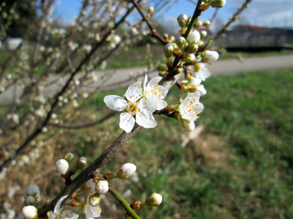 Kirschpflaume (Prunus cerasifera) am Feldrand bei Hockenheim