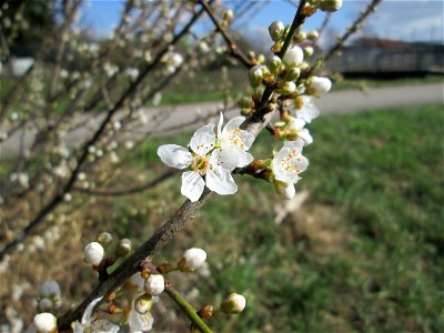 Kirschpflaume (Prunus cerasifera) am Feldrand bei Hockenheim