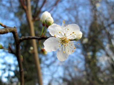 Kirschpflaume (Prunus cerasifera) in Hockenheim photo