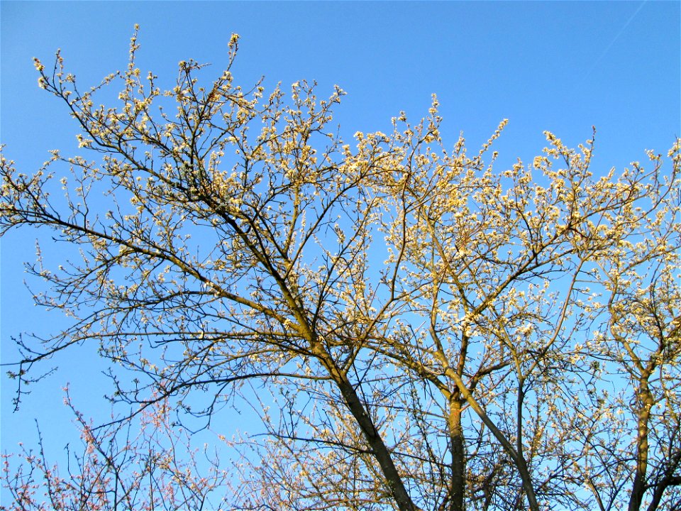 Kirschpflaume (Prunus cerasifera) in Hockenheim