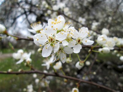 blühende Kirschpflaume (Prunus cerasifera) im Gartenschaupark Hockenheim, kurz vor Frühlingsbeginn (20. März 2018).  Prunus cerasifera, Spring 2018 in Landesgartenschaupark Hockenheim.