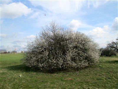 Blühende Kirschpflaume (Prunus cerasifera) in Hockenheim-Talhaus