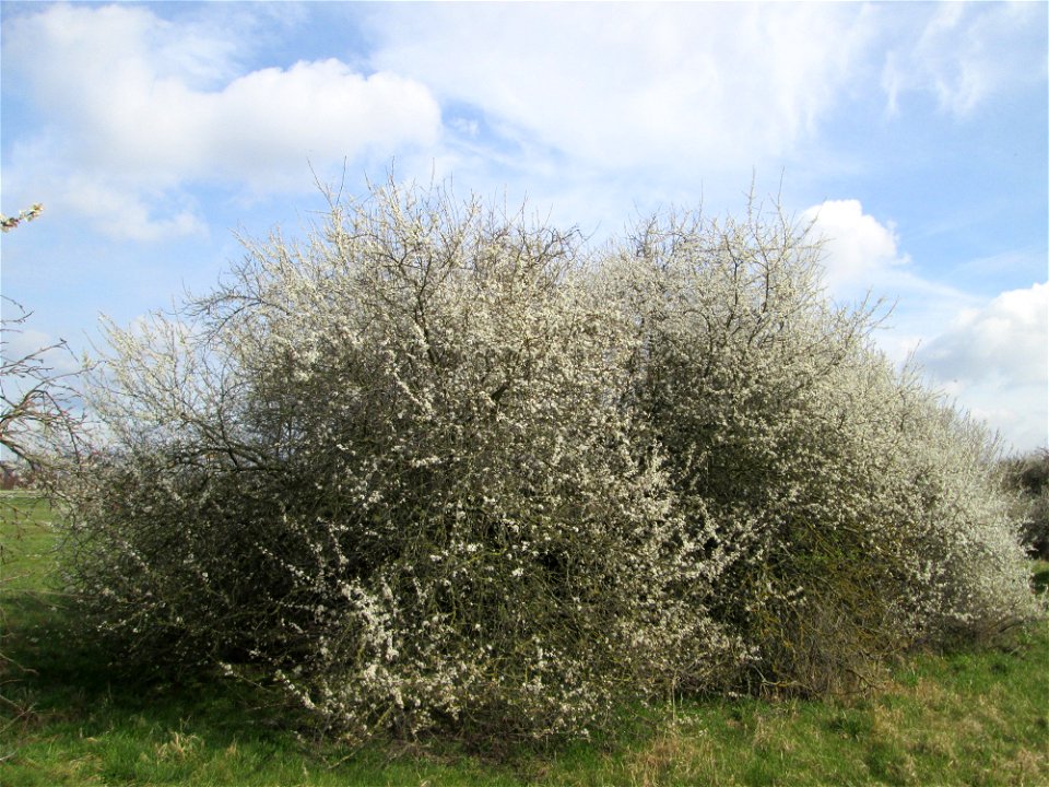 Blühende Kirschpflaume (Prunus cerasifera) in Hockenheim-Talhaus - umschwirrt von tausenden von Bienen