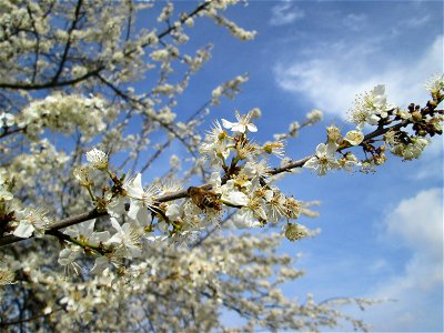 Blühende Kirschpflaume (Prunus cerasifera) in Hockenheim-Talhaus - umschwirrt von tausenden von Bienen photo