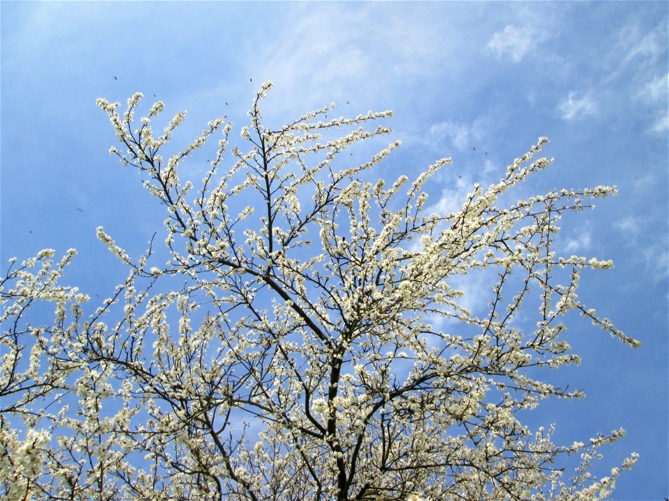 Blühende Kirschpflaume (Prunus cerasifera) in Hockenheim-Talhaus - umschwirrt von tausenden von Bienen