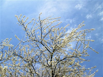 Blühende Kirschpflaume (Prunus cerasifera) in Hockenheim-Talhaus - umschwirrt von tausenden von Bienen