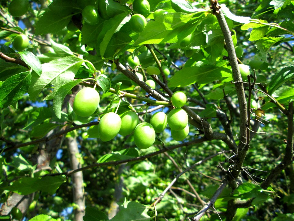 Unreife Früchte der Kirschpflaume (Prunus cerasifera) bei Reilingen