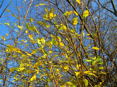 Kirschpflaume (Prunus cerasifera) bei Reilingen photo