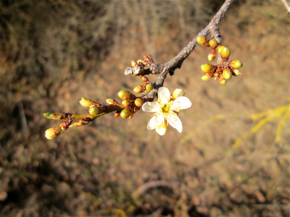 Aufblühende Kirschpflaume (Prunus cerasifera) bei Reilingen - an diesem Standort an einem Brückendamm blüht die Kirschpflaume stets als erstes weit und breit