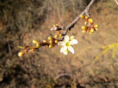 Aufblühende Kirschpflaume (Prunus cerasifera) bei Reilingen - an diesem Standort an einem Brückendamm blüht die Kirschpflaume stets als erstes weit und breit photo