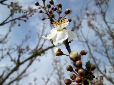 erste Blüten der Kirschpflaume (Prunus cerasifera) bei Hockenheim
