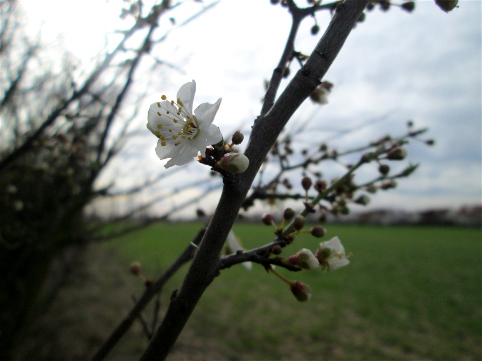 erste Blüten der Kirschpflaume (Prunus cerasifera) bei Hockenheim