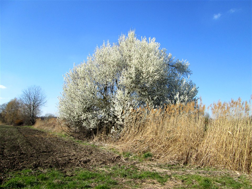 Blühende Kirschpflaume (Prunus cerasifera) im Naturschutzgebiet „Bachwiesen/Leopoldswiesen“ im Hockenheimer Rheinbogen