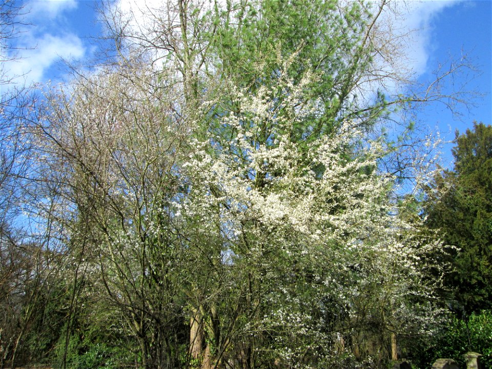 Kirschpflaume (Prunus cerasifera) am Friedhof St. Johann in Saarbrücken