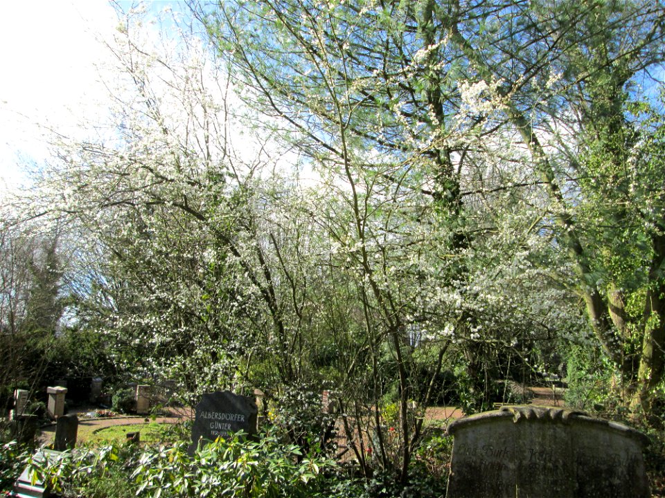 Kirschpflaume (Prunus cerasifera) am Friedhof St. Johann in Saarbrücken