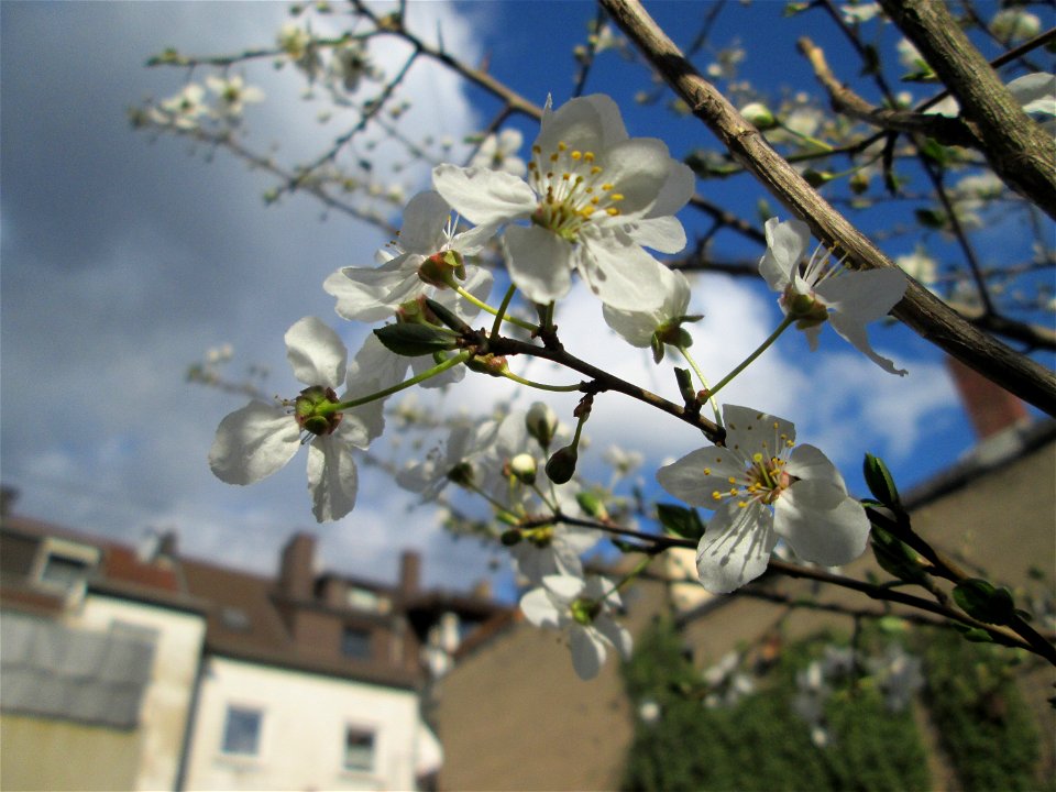Kirschpflaume (Prunus cerasifera) in Brebach