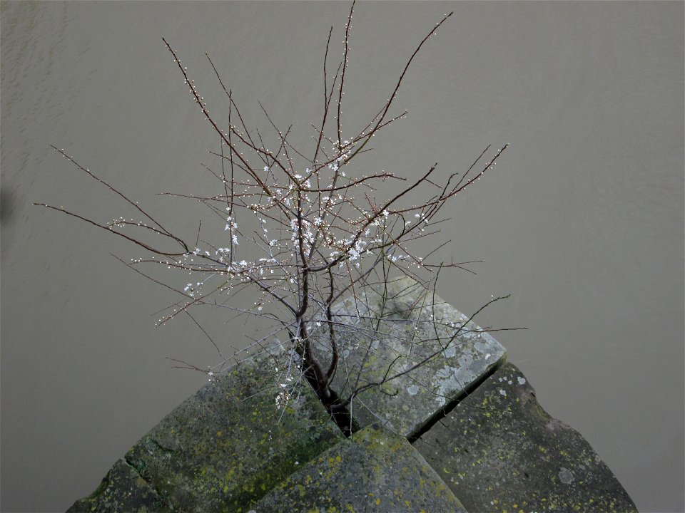 Kirschpflaume (Prunus cerasifera) auf der Alten Brücke in Saarbrücken