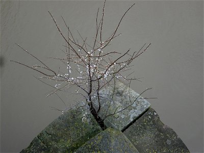 Kirschpflaume (Prunus cerasifera) auf der Alten Brücke in Saarbrücken