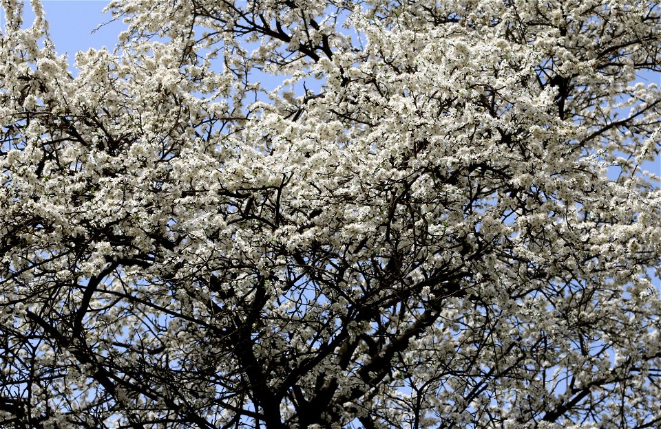 Cherry plum (Prunus cerasifera) in flower. Ukraine, Vinnytsia.