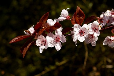 Flowers of prunus cerasifera 'Nigra'. Photo taken in Belgium