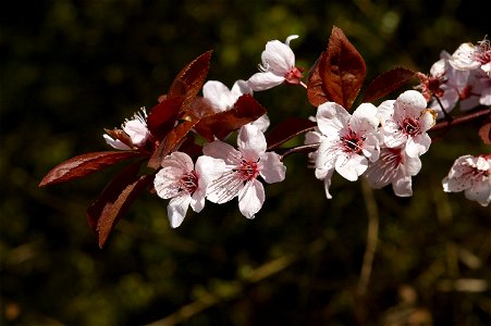 Flowers of prunus cerasifera 'Nigra'. Photo taken in Belgium photo