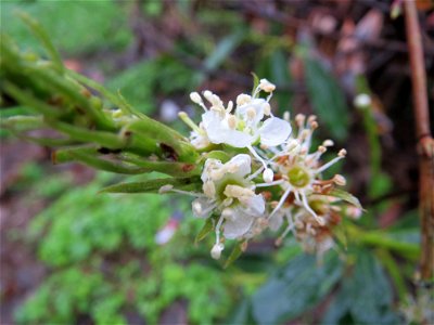 Lorbeerkirsche (Prunus laurocerasus) in Saarbrücken
