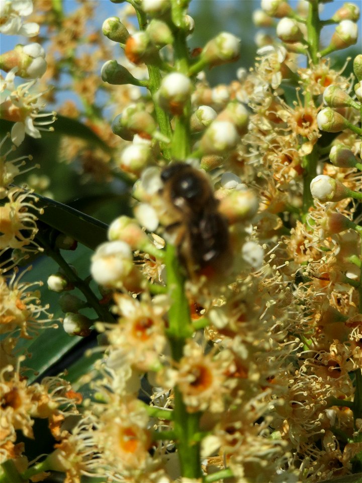 Lorbeerkirsche (Prunus laurocerasus) in Saarbrücken