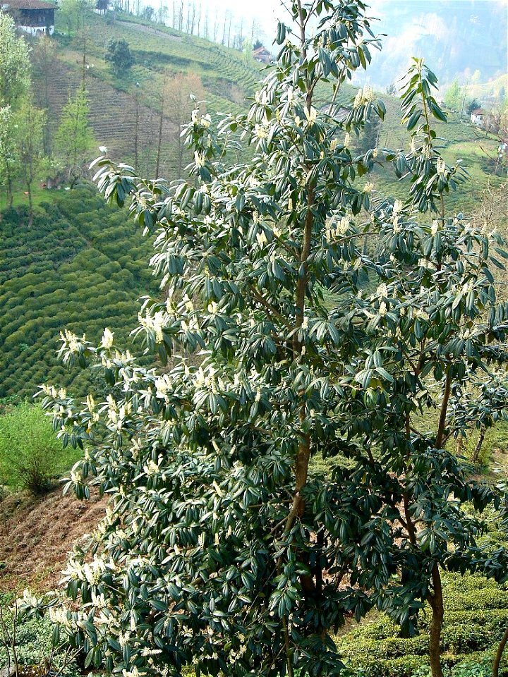 Prunus laurocerasus