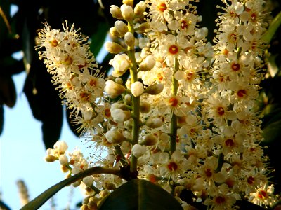 Prunus laurocerasus