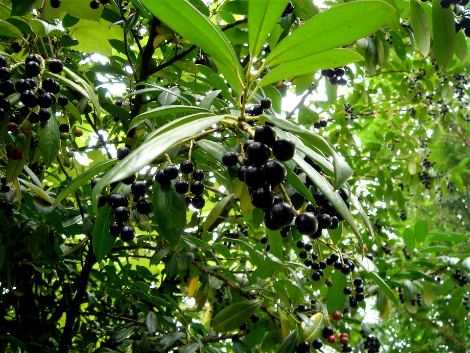 Karayemiş (Prunus laurocerasus)