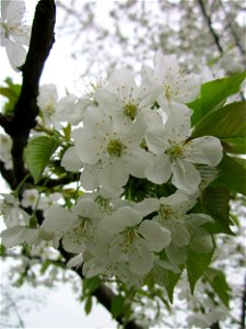 Kirschblüte (Prunus sect. Cerasus) an der Saar in Saarbrücken photo