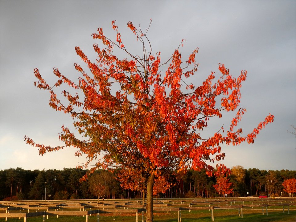 Kirsche (Prunus sect. Cerasus) in Hockenheim