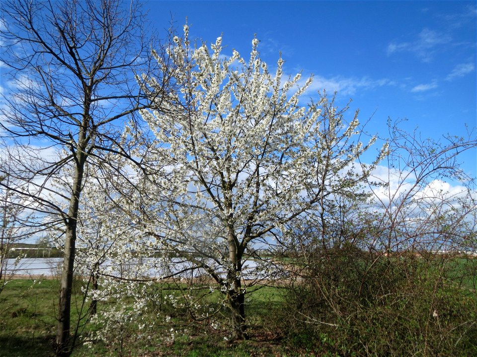 Kirschblüte (Prunus sect. Cerasus) bei Reilingen