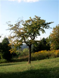 Alter Kirschbaum (Prunus sect. Cerasus) als Rest einer Streuobstwiese in Auersmacher