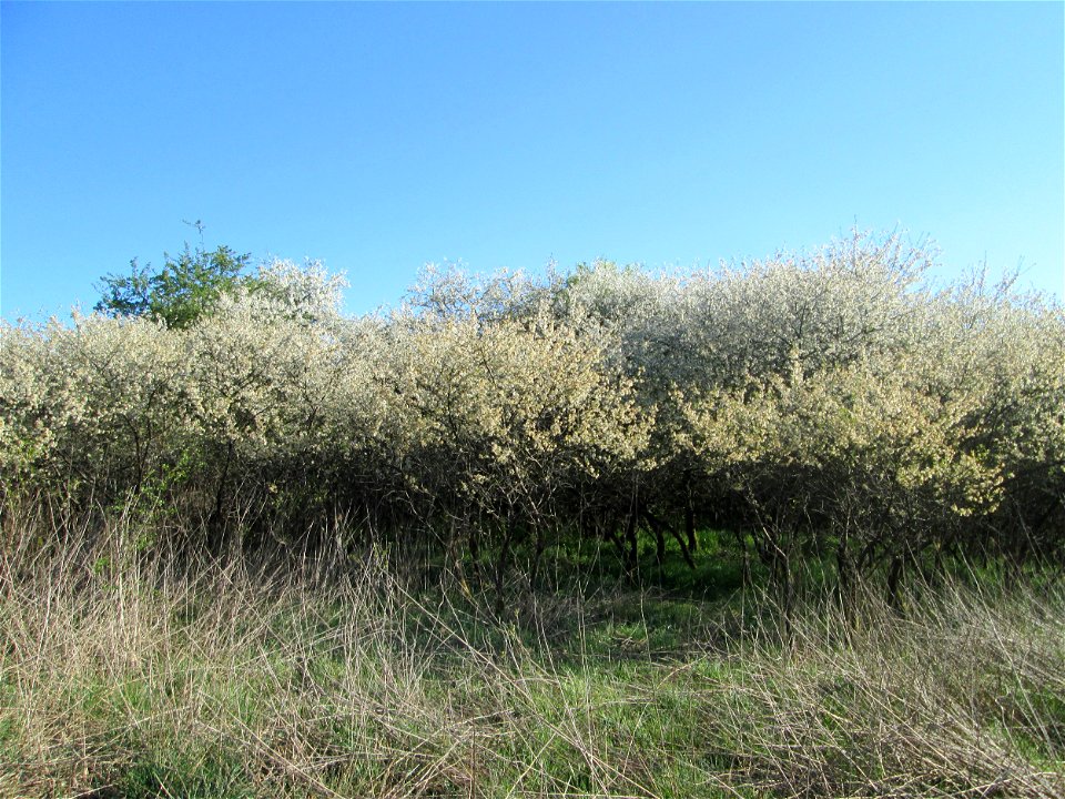 Sauerkirsche (Prunus cerasus) im Güdinger Allmet, offenbar ausgewildert als Rest einer Streuobstwiese, buschförmig wachsend