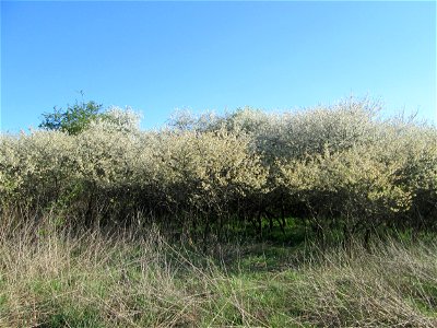 Sauerkirsche (Prunus cerasus) im Güdinger Allmet, offenbar ausgewildert als Rest einer Streuobstwiese, buschförmig wachsend photo