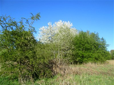 Sauerkirsche (Prunus cerasus) im Güdinger Allmet, kultiviert als Rest einer Streuobstwiese photo