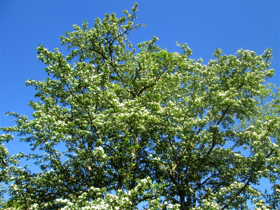 Kirschblüte (Prunus sect. Cerasus) im Güdinger Allmet - Überrest eines ehem. Obstgartens