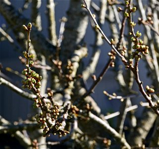Buds on branches of a cherry tree (Prunus sect. Cerasus), Gåseberg, Lysekil municupality, Sweden.