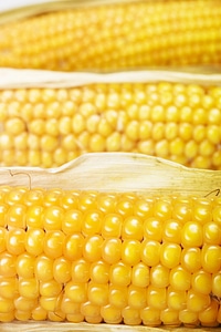Corn