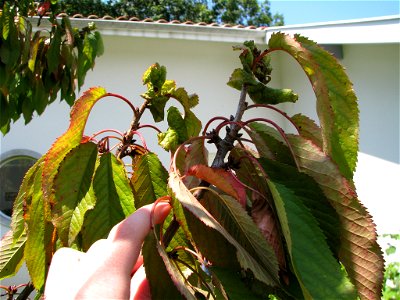Sick Prunus_cerasus, source cherry, from an unknow reason. photo