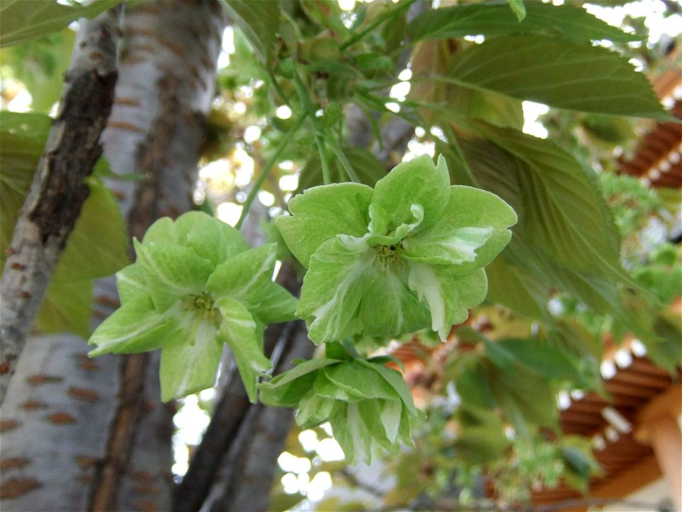 Prunus lannesiana "Gioiko" photo