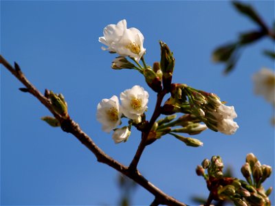 オオシマザクラ[大島桜][Cerasus speciosa (Koidz.) H.Ohba, 1992] photo