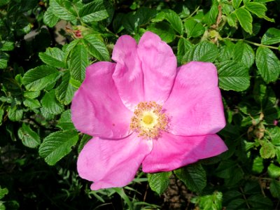 Kartoffel-Rose (Rosa rugosa) in Hockenheim-Talhaus