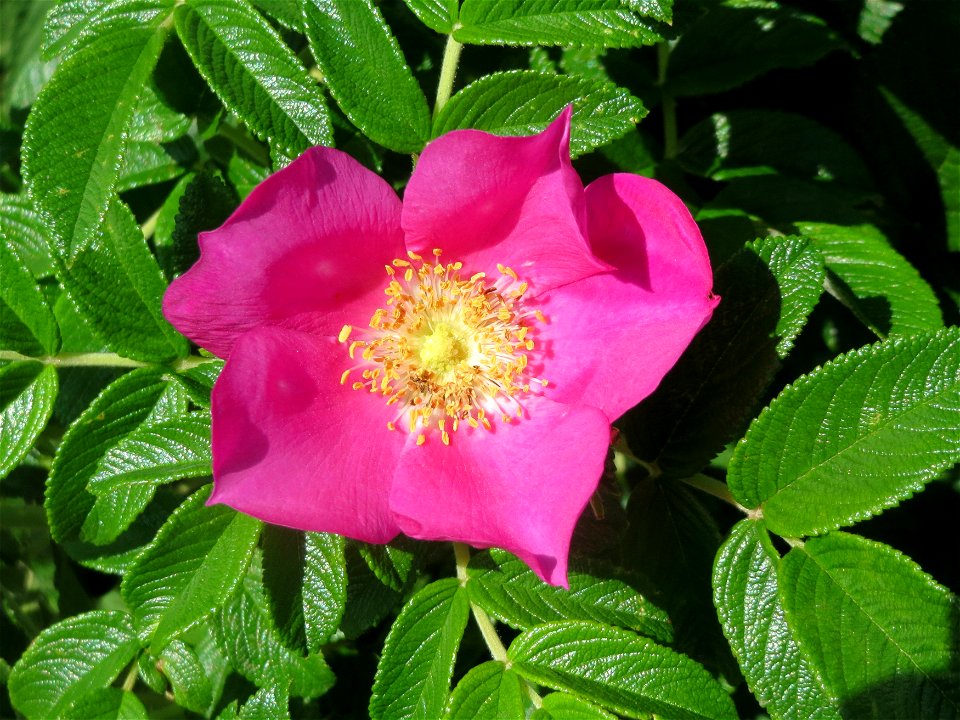 Kartoffel-Rose (Rosa rugosa) am Schalkenmehrener Maar