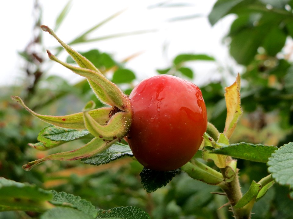 Kartoffel-Rose (Rosa rugosa) am Schalkenmehrener Maar