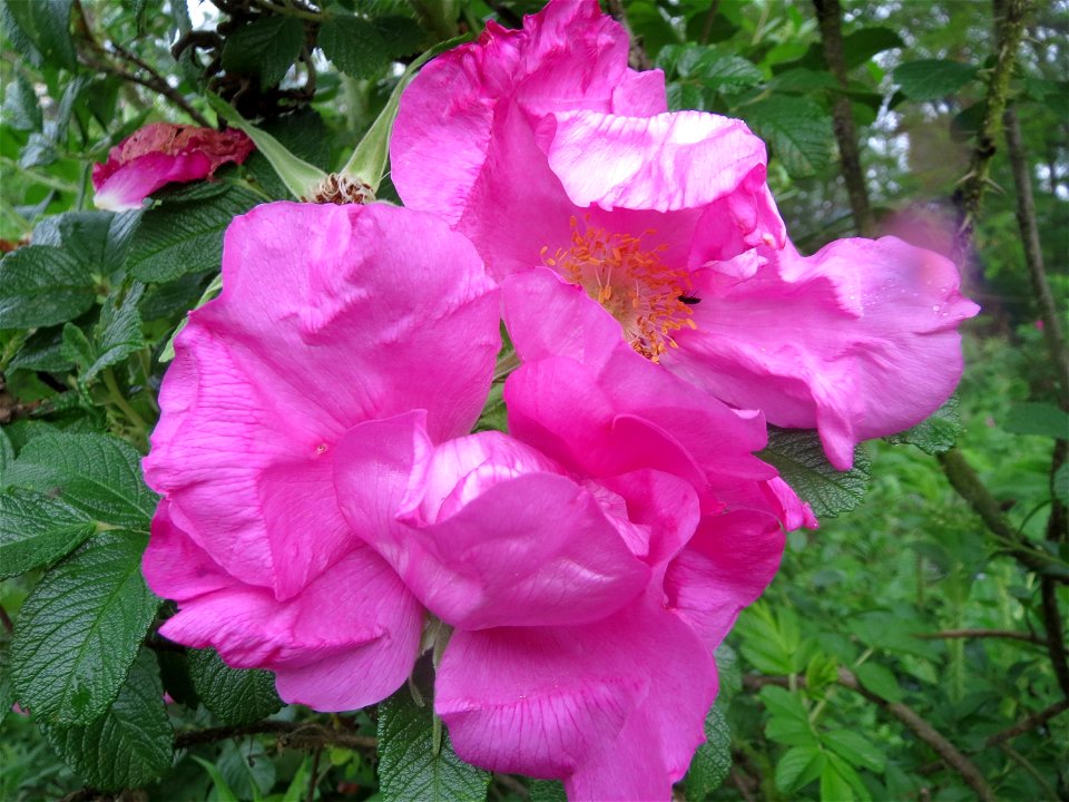 Kartoffel-Rose (Rosa rugosa) im Schwetzinger Hardt photo