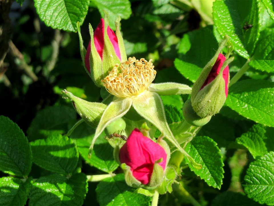 Kartoffel-Rose (Rosa rugosa) im Neuenheimer Feld in Heidelberg