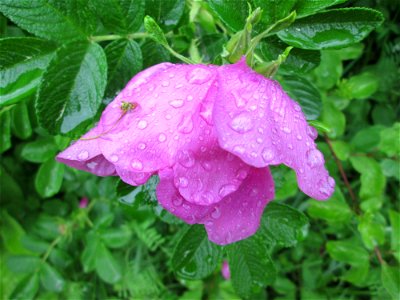 Kartoffel-Rose (Rosa rugosa) am Osthafen Saarbrücken photo